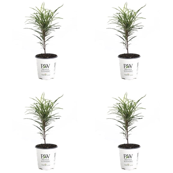 Proven Winners ColorChoice 5" Fine Line Buckthorn Live Plant in 4.5" Pot (4 Count)