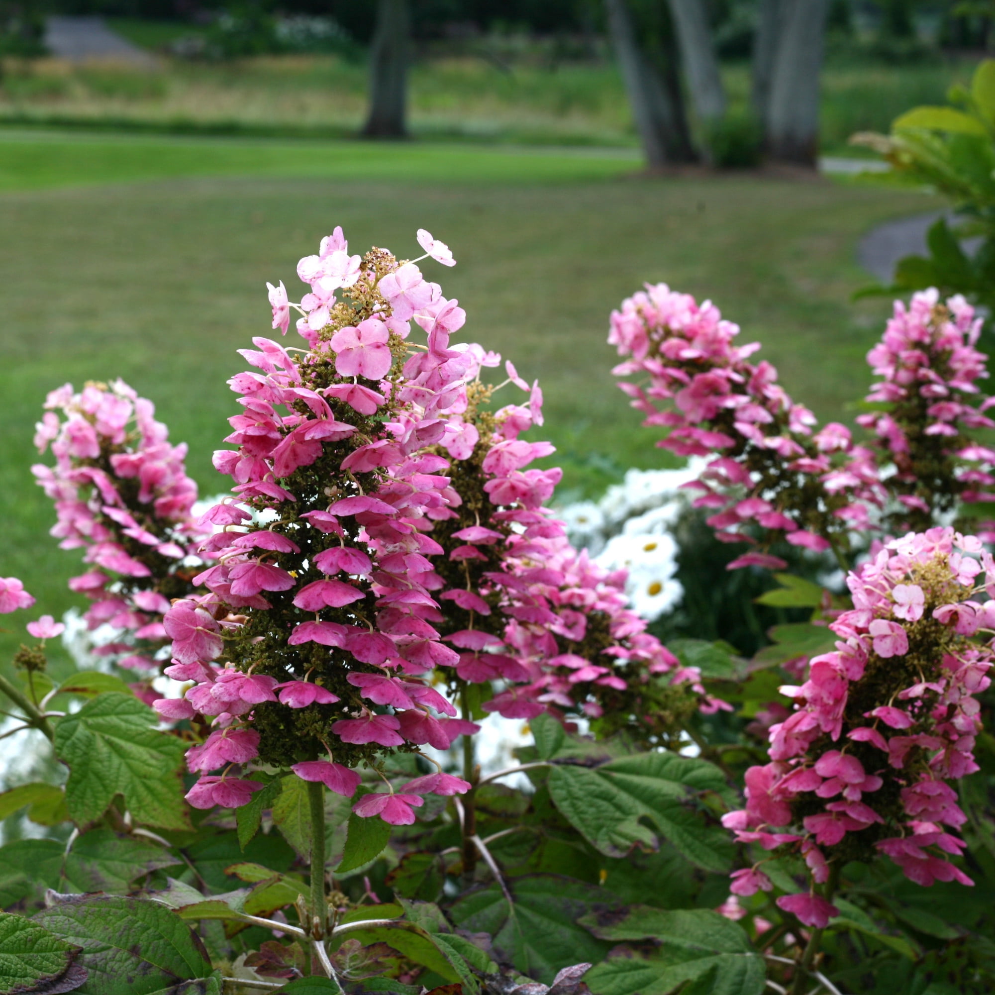 Proven Winners ColorChoice 5" Gatsby Pink Oakleaf Hydrangea Live Plant in 4.5" Pot (4 Count)