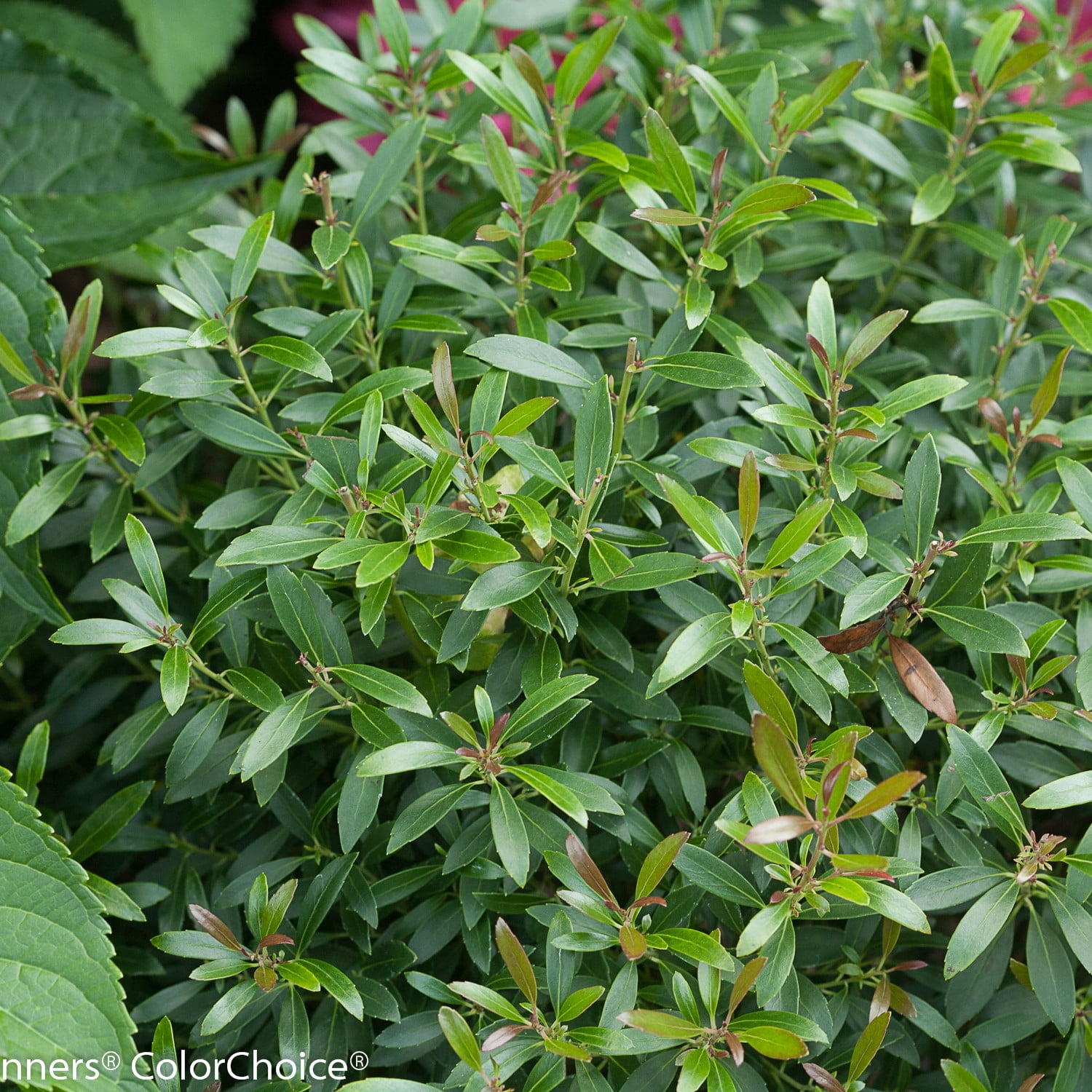 Proven Winners ColorChoice 5" Gem Box Inkberry holly Live Plant in 4.5" Pot (4 Count)