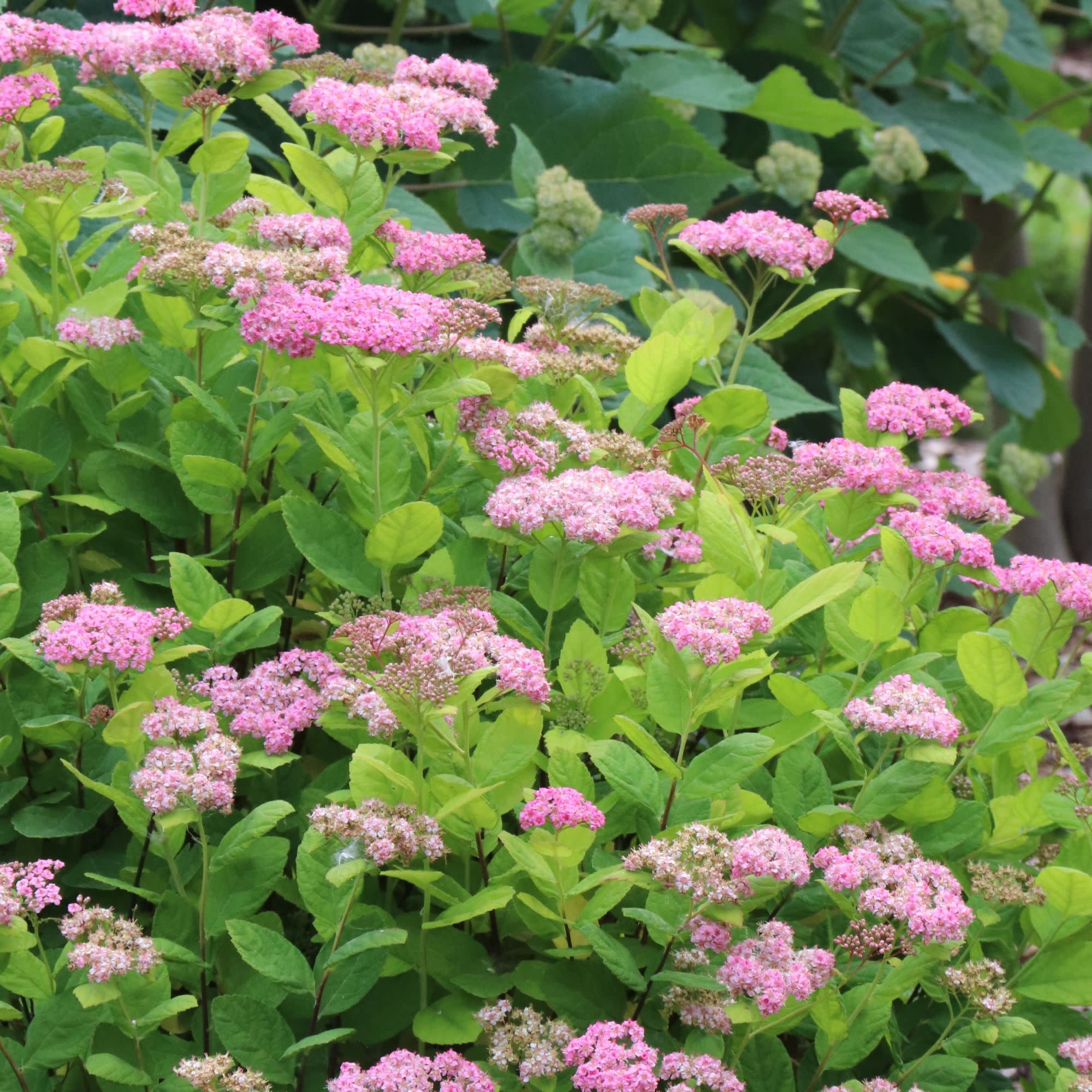 Proven Winners ColorChoice 5" Glow Girl Pink Birchleaf Spirea Live Plant in 4.5" Pot (4 Count)