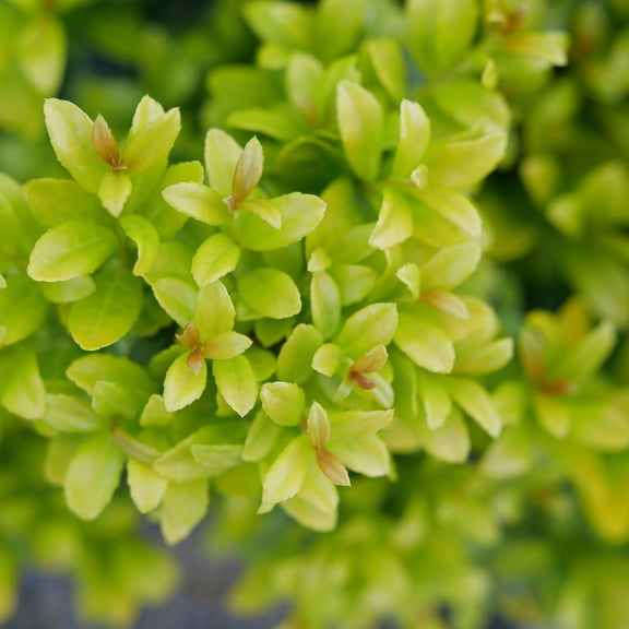 Proven Winners ColorChoice 5" Glow Pop Japanese Holly Live Plant in 4.5" Pot (4 Count)