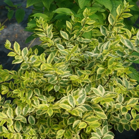 Proven Winners ColorChoice 5" Good Vibrations Privet Live Plant in 4.5" Pot (4 Count)
