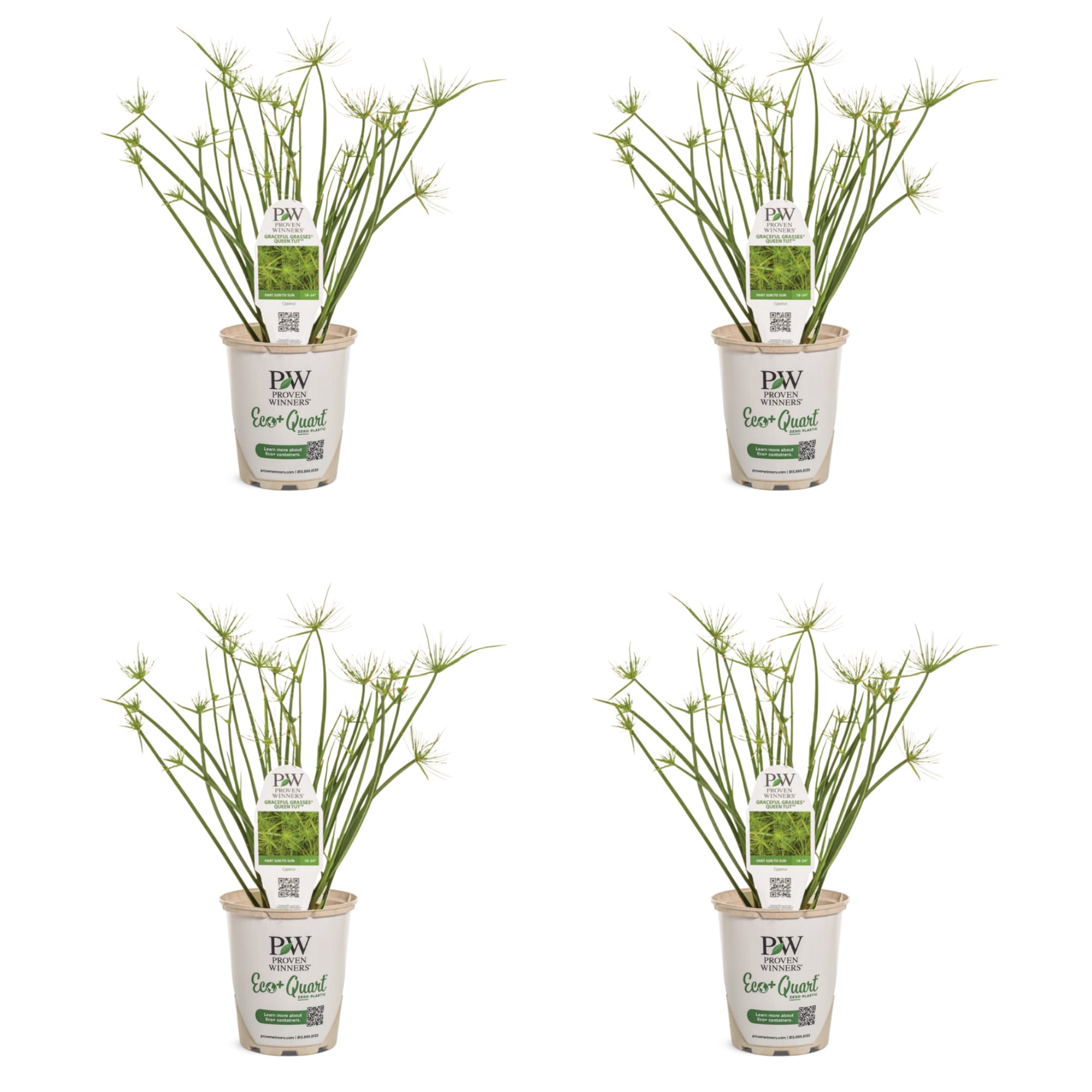 Proven Winners 5" Graceful Grasses Queen Tut Dwarf Papyrus Live Plant in 4.5" Pot (4 Count)