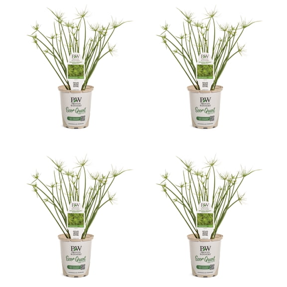 Proven Winners 5" Graceful Grasses Queen Tut Dwarf Papyrus Live Plant in 4.5" Pot (4 Count)
