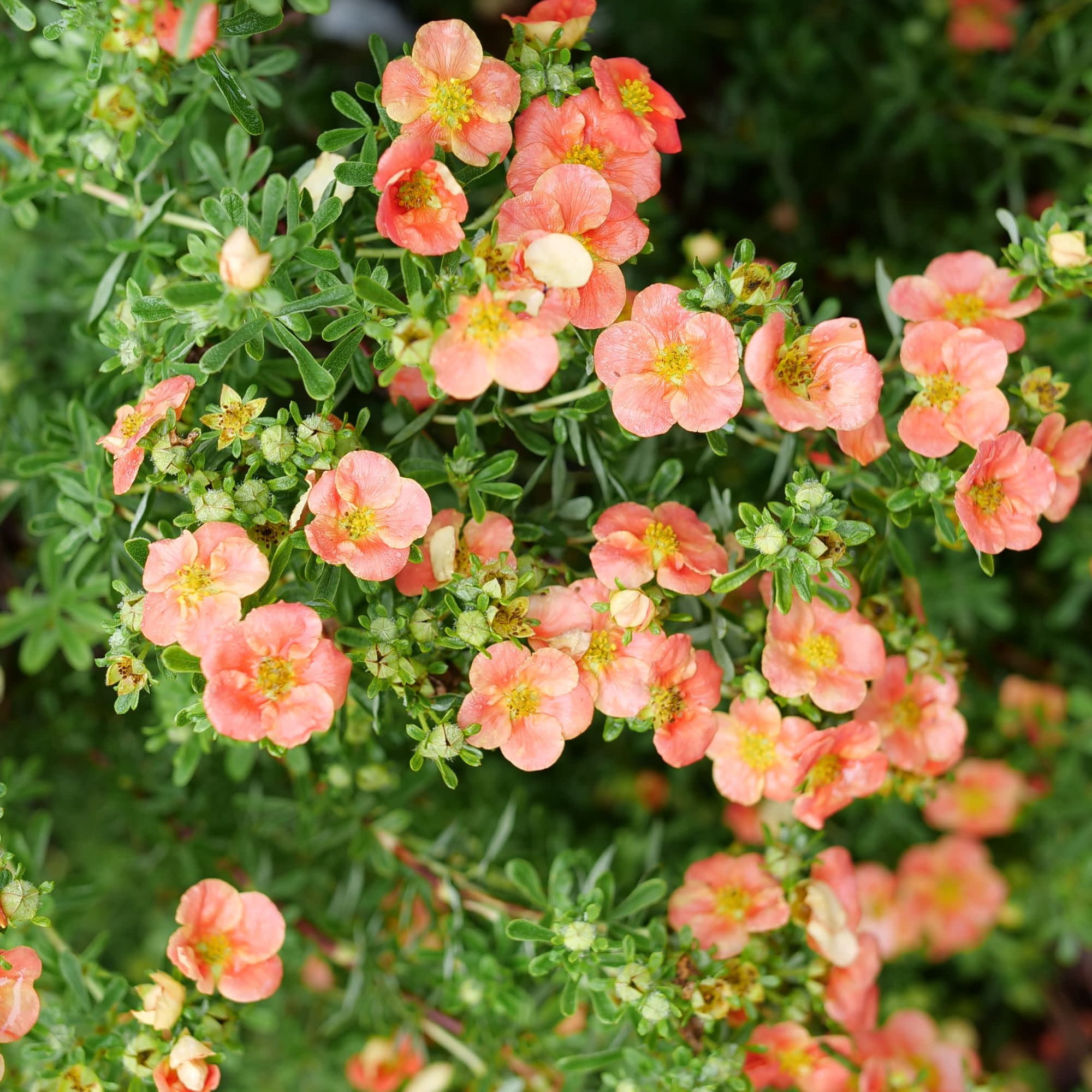 Proven Winners ColorChoice 5" Happy Face Orange Potentilla Live Plant in 4.5" Pot (4 Count)