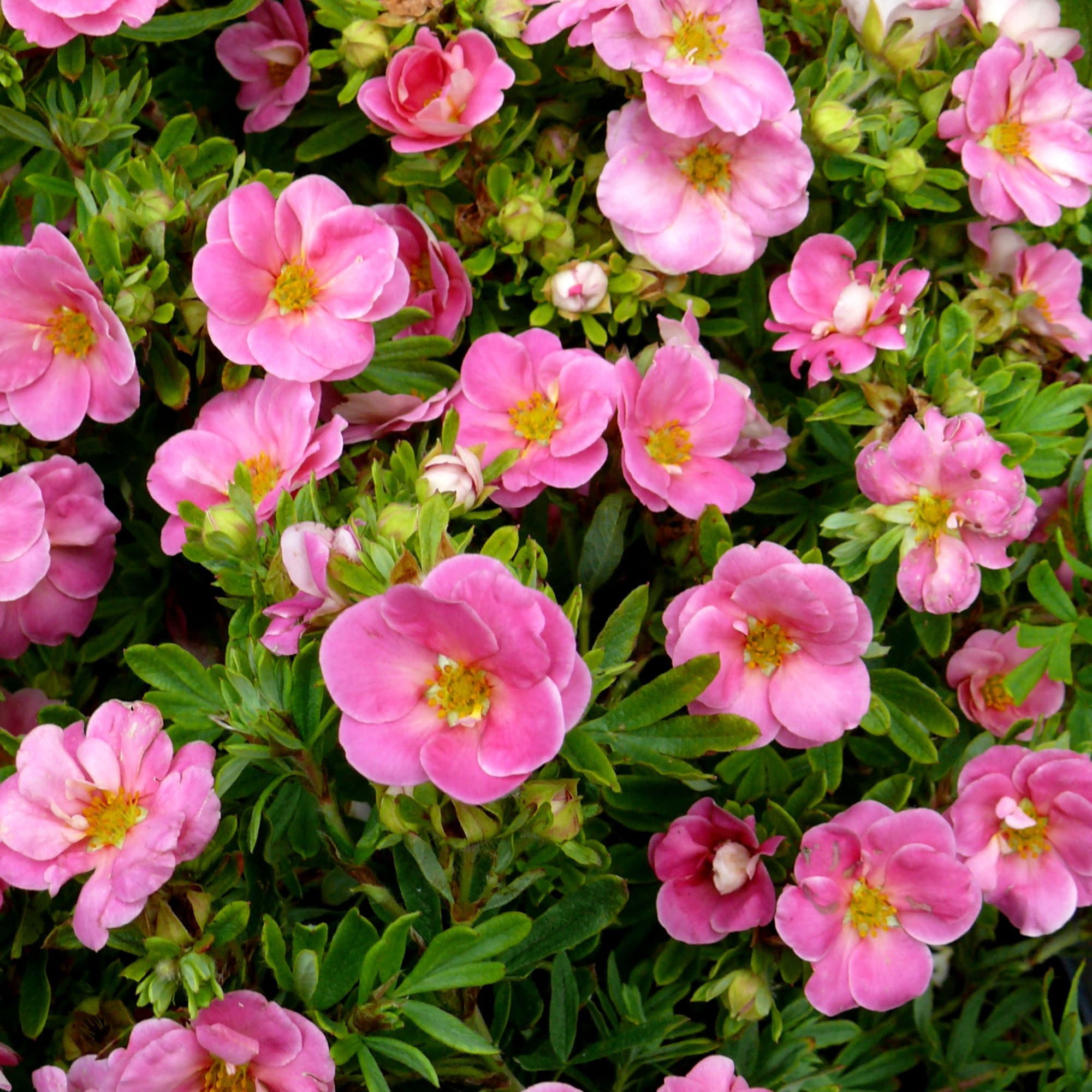 Proven Winners ColorChoice 5" Happy Face Pink Potentilla Live Plant in 4.5" Pot (4 Count)