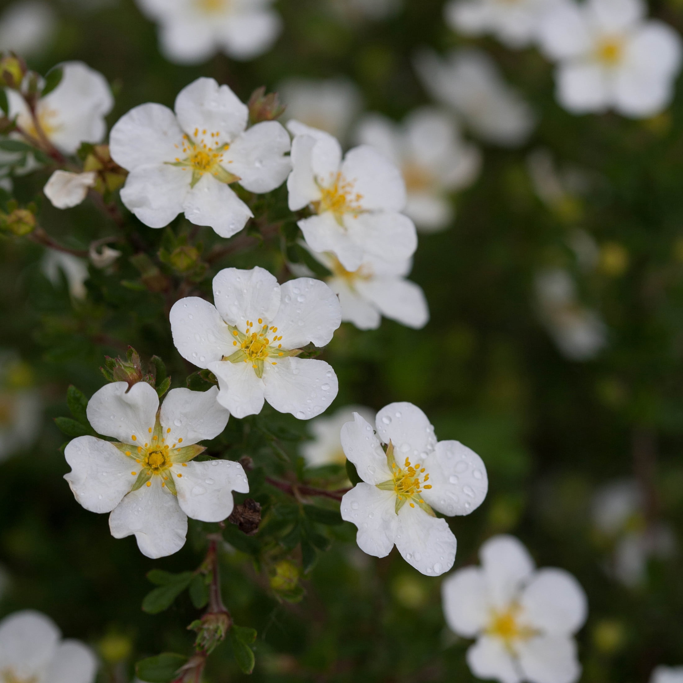 Proven Winners ColorChoice 5" Happy Face White Potentilla Live Plant in 4.5" Pot (4 Count)