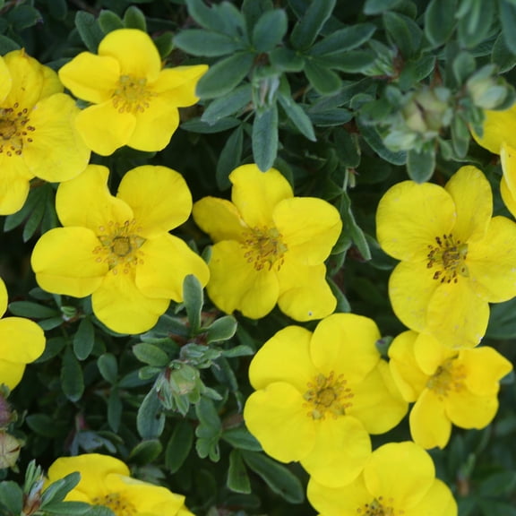 Proven Winners ColorChoice 5" Happy Face Yellow Potentilla Live Plant in 4.5" Pot (4 Count)