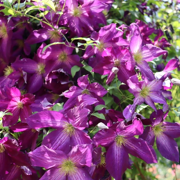 Proven Winners ColorChoice 5" Happy Jack Purple Clematis Live Plant in 4.5" Pot (4 Count)