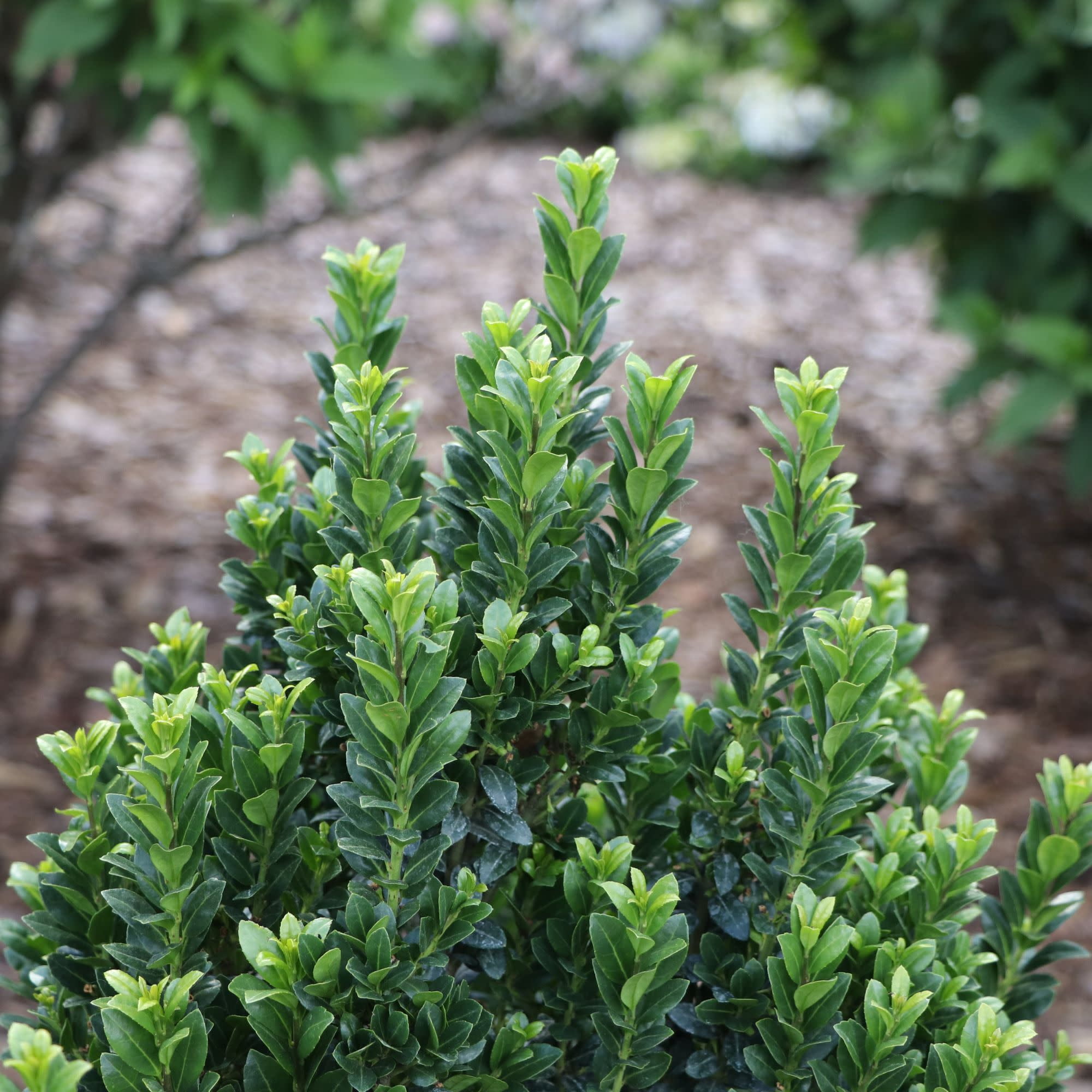 Proven Winners ColorChoice 5" Hedge Box Japanese Holly Live Plant in 4.5" Pot (4 Count)
