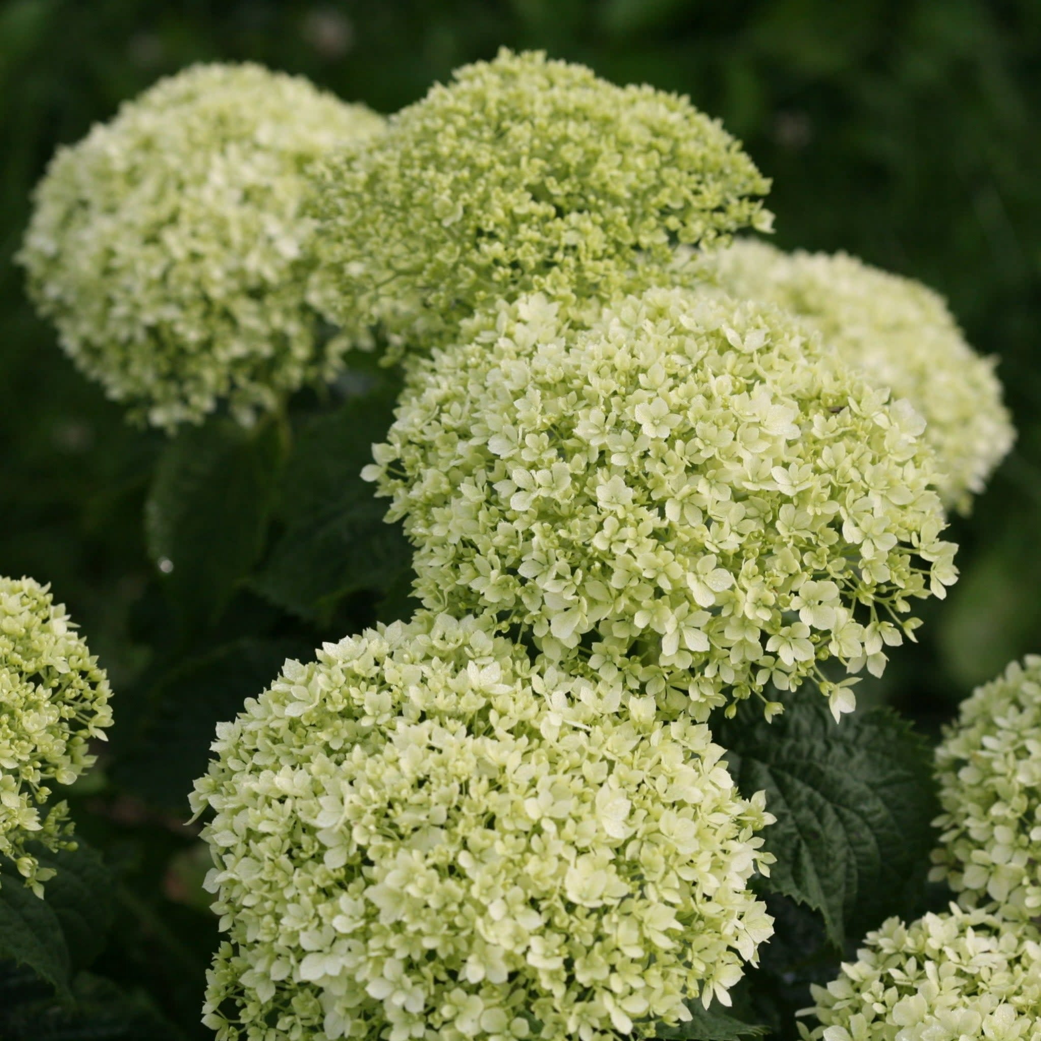 Proven Winners ColorChoice 5" Invincibelle Limetta Smooth Hydrangea Live Plant in 4.5" Pot (4 Count)