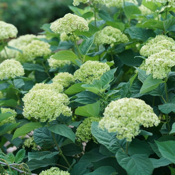 Proven Winners ColorChoice 5" Invincibelle Sublime Smooth Hydrangea Live Plant in 4.5" Pot (4 Count)