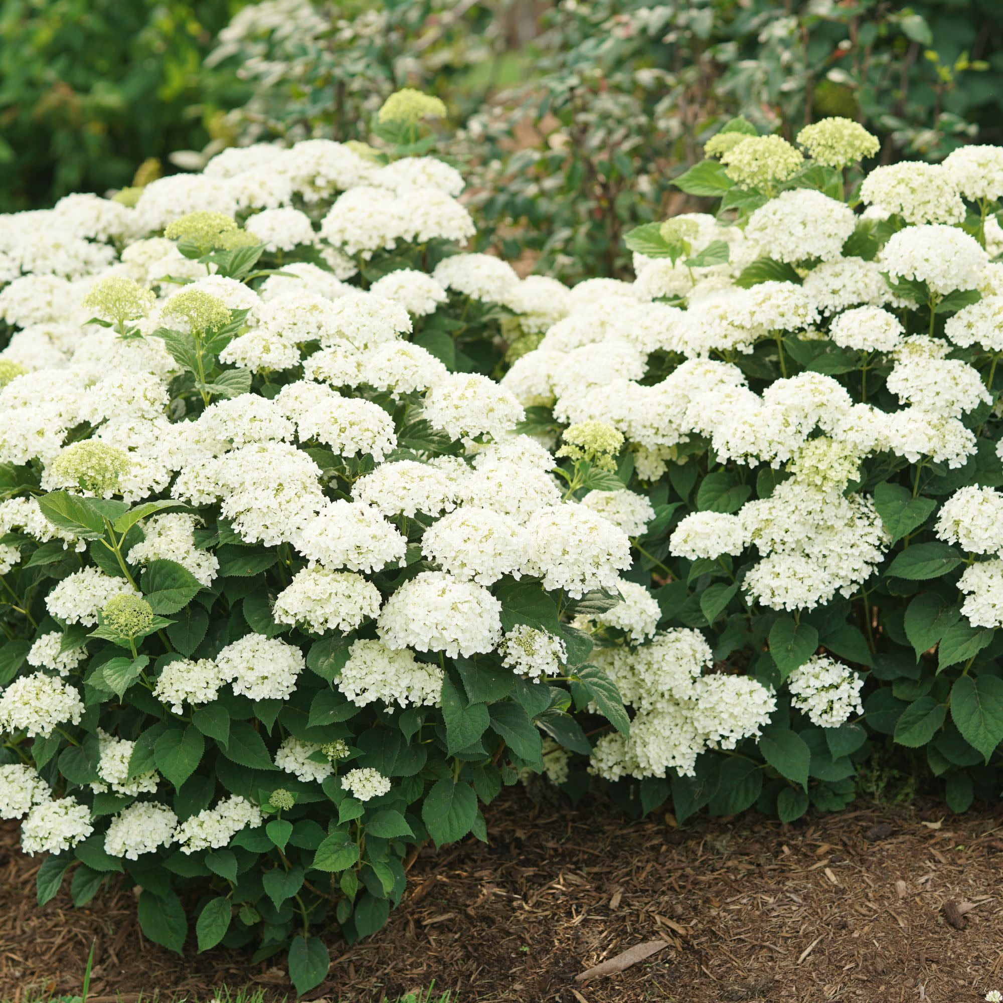 Proven Winners ColorChoice 5" Invincibelle Wee White 2.0 Smooth Hydrangea Live Plant in 4.5" Pot (4 Count)