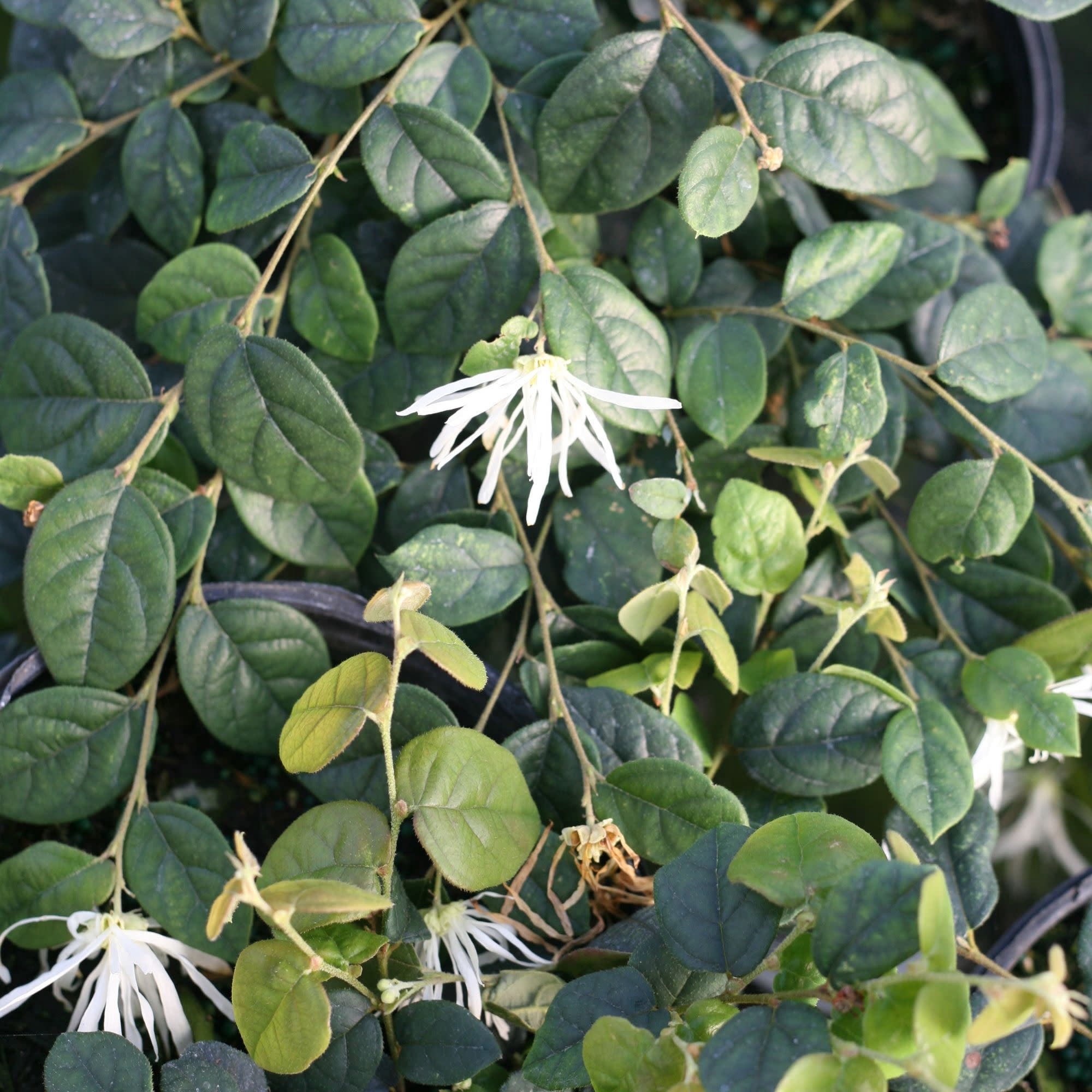 Proven Winners ColorChoice 5" Jazz Hands White Chinese Fringe-Flower Live Plant in 4.5" Pot (4 Count)