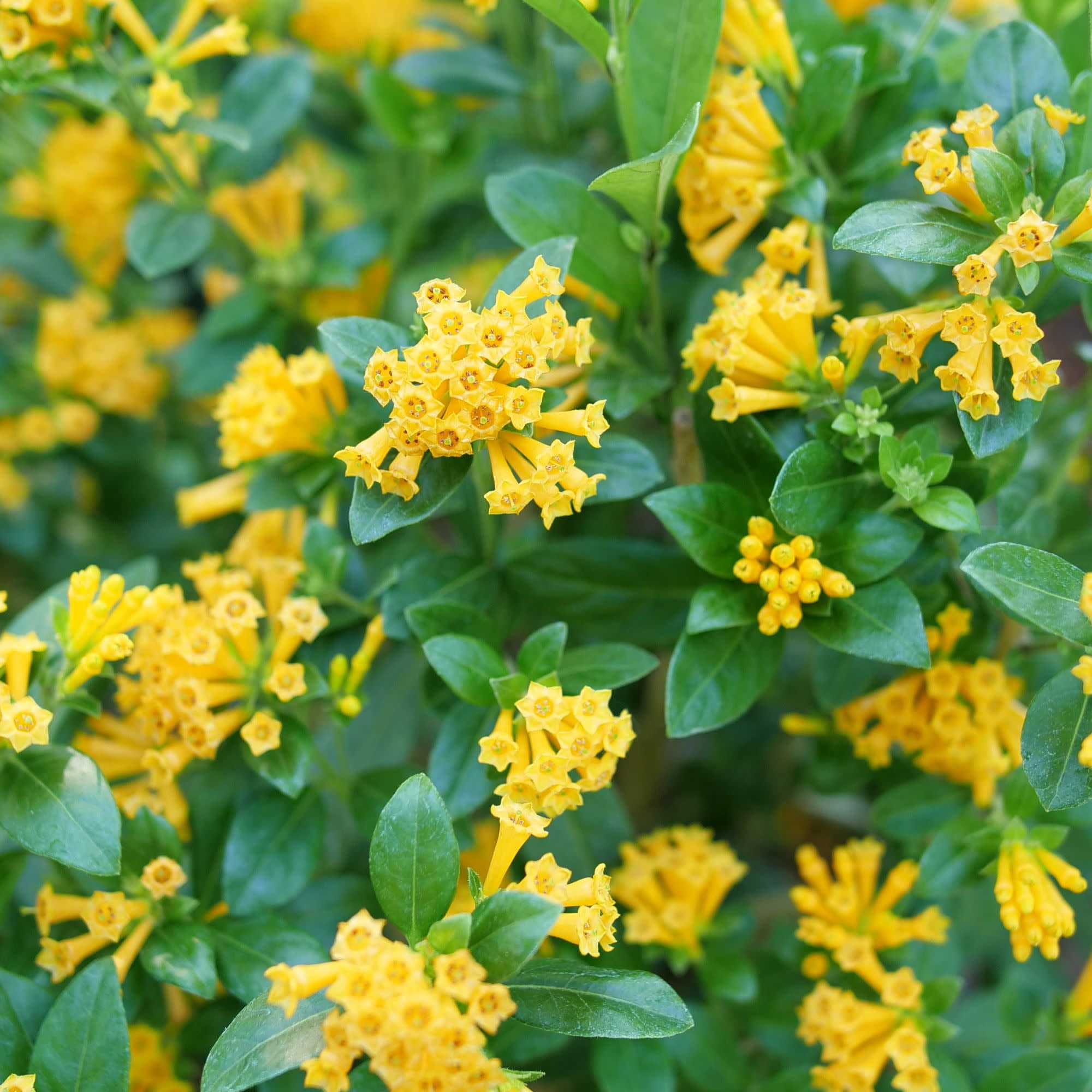 Proven Winners ColorChoice 5" Juiced Orange Jessamine Live Plant in 4.5" Pot (4 Count)