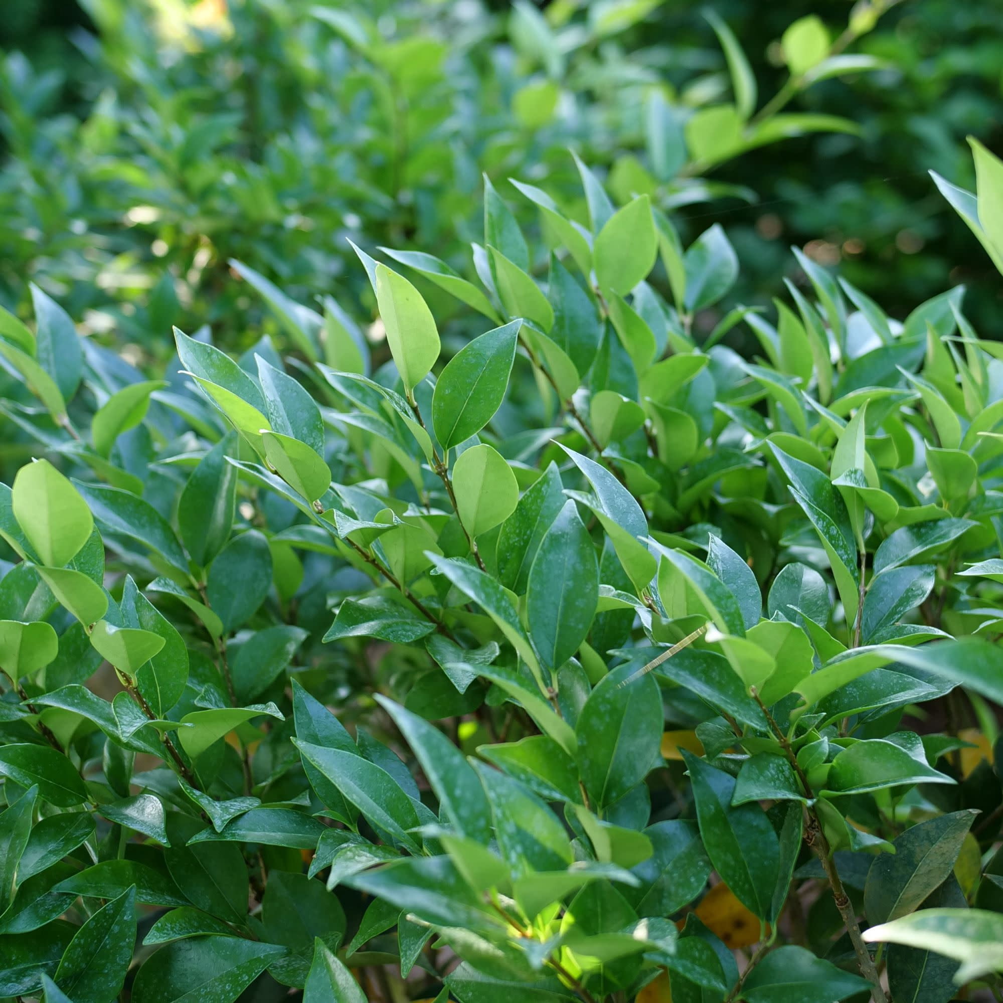 Proven Winners ColorChoice 5" Kindly Privet Live Plant in 4.5" Pot (4 Count)