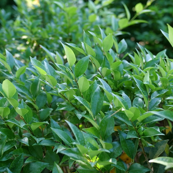 Proven Winners ColorChoice 5" Kindly Privet Live Plant in 4.5" Pot (4 Count)