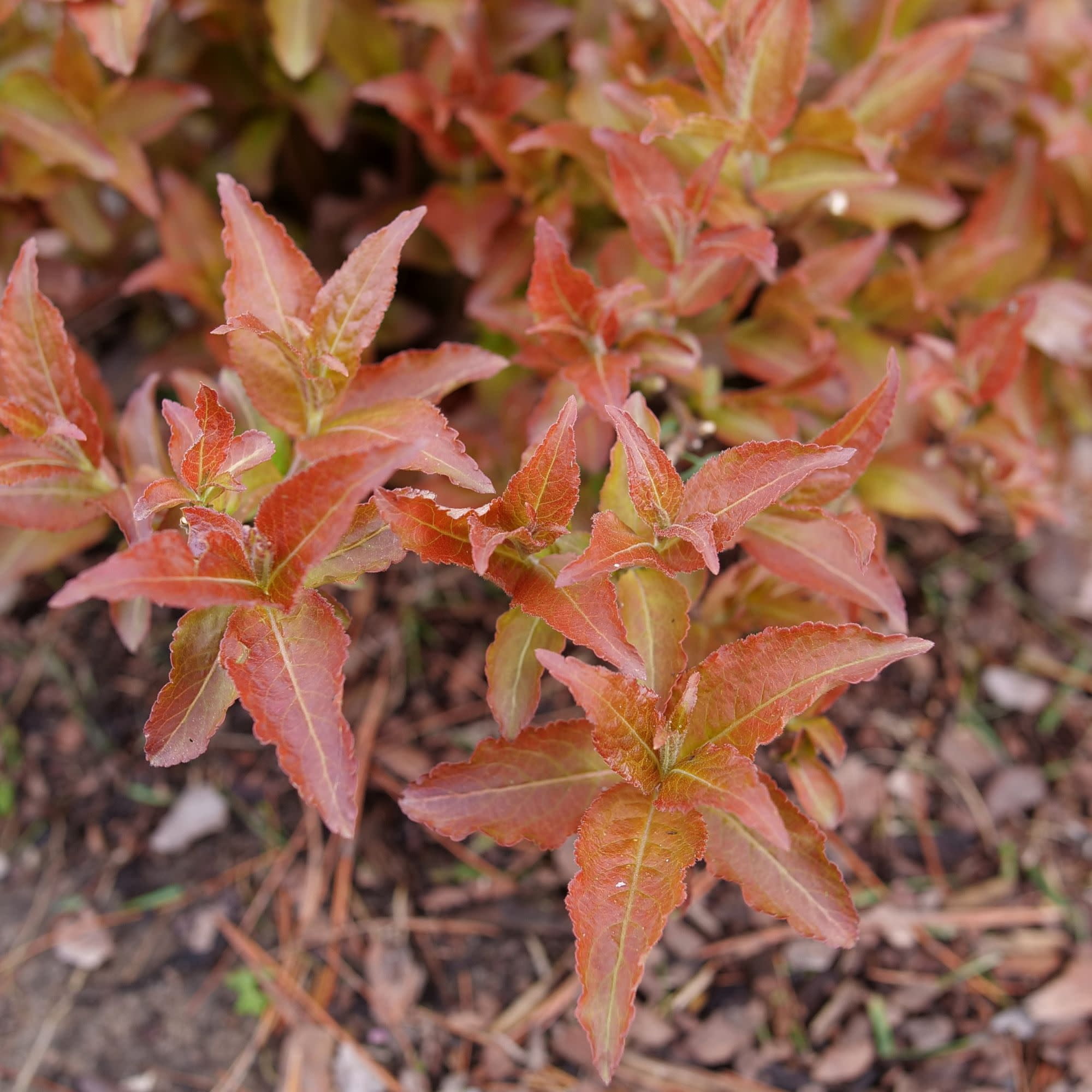 Proven Winners ColorChoice 5" Kodiak Red 2.0 Diervilla Live Plant in 4.5" Pot (4 Count)