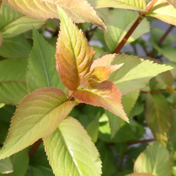 Proven Winners ColorChoice 5" Kodiak Spiced Bush Honeysuckle Live Plant in 4.5" Pot (4 Count)