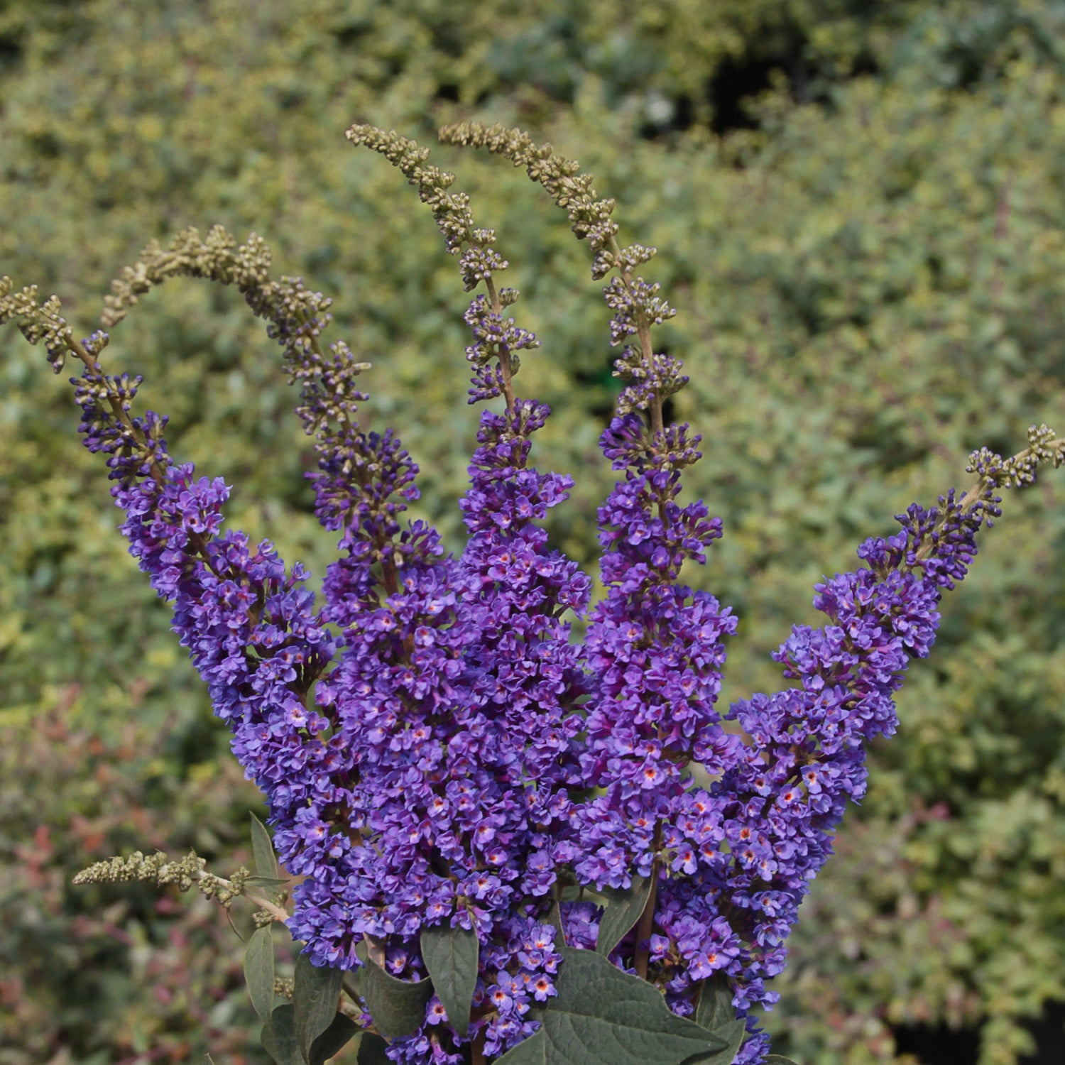 Proven Winners ColorChoice 5" Lo & Behold 'Blue Chip Jr.' Butterfly Bush Live Plant in 4.5" Pot (4 Count)