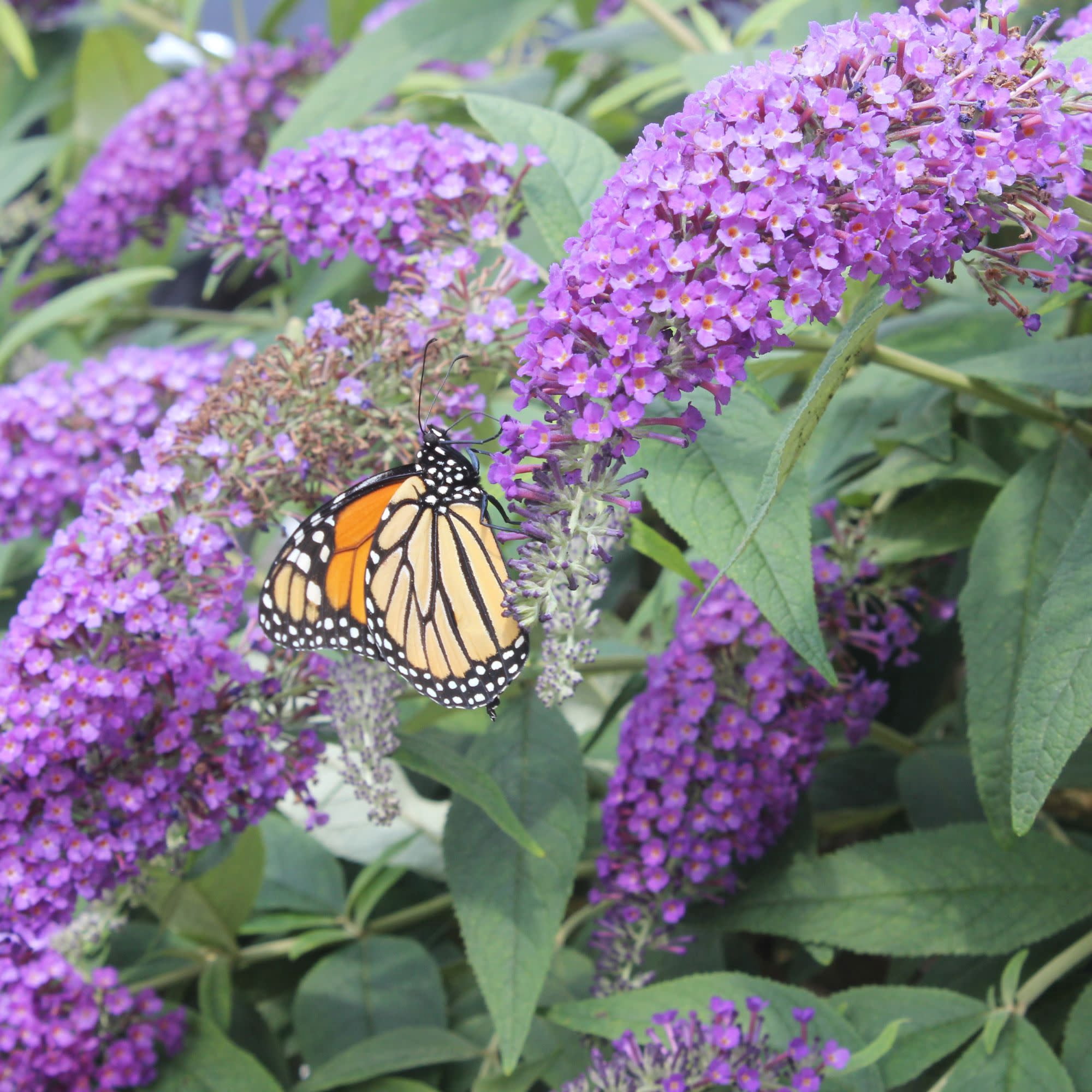 Proven Winners ColorChoice 5" Lo & Behold 'Purple Haze' Butterfly Bush Live Plant in 4.5" Pot (4 Count)