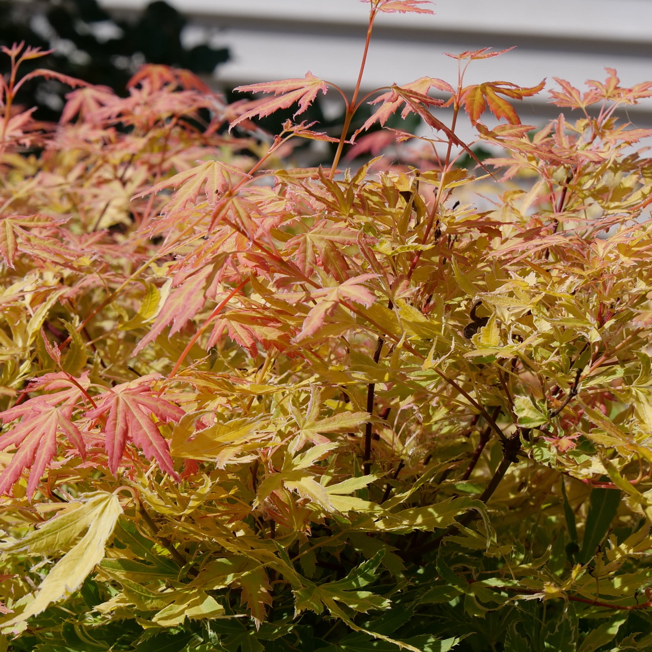 Proven Winners ColorChoice 5" Metamorphosa Japanese Maple Live Plant in 4.5" Pot (4 Count)