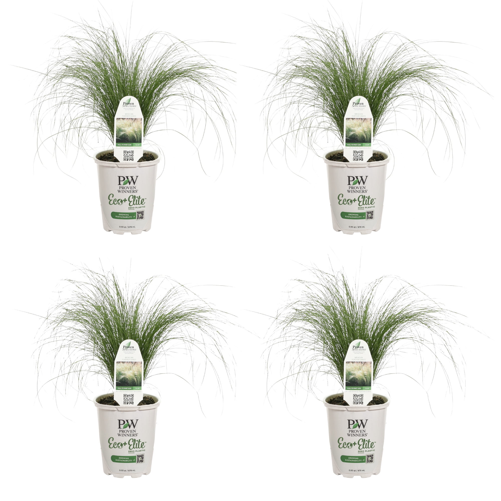 Proven Winners 5" Mexican Feather Grass Mexican Feather Grass Live Plant in 4.5" Pot (4 Count)