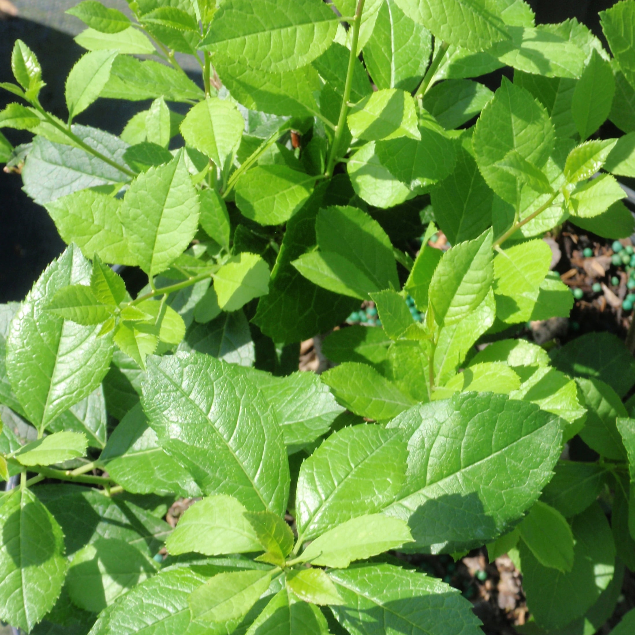 Proven Winners ColorChoice 5" Mr. Poppins Winterberry Live Plant in 4.5" Pot (4 Count)