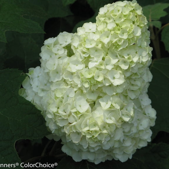 Proven Winners ColorChoice 5" Multicolor Gatsby Moon Oakleaf Hydrangea Live Plant in 4.5" Pot (4 Count)