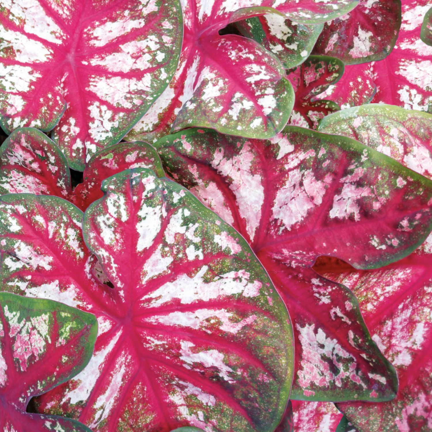 Proven Winners 5" Multicolor Heart to Heart 'Bottle Rocket' Sun or Shade Caladium Live Plant in 4.5" Pot (4 Count)