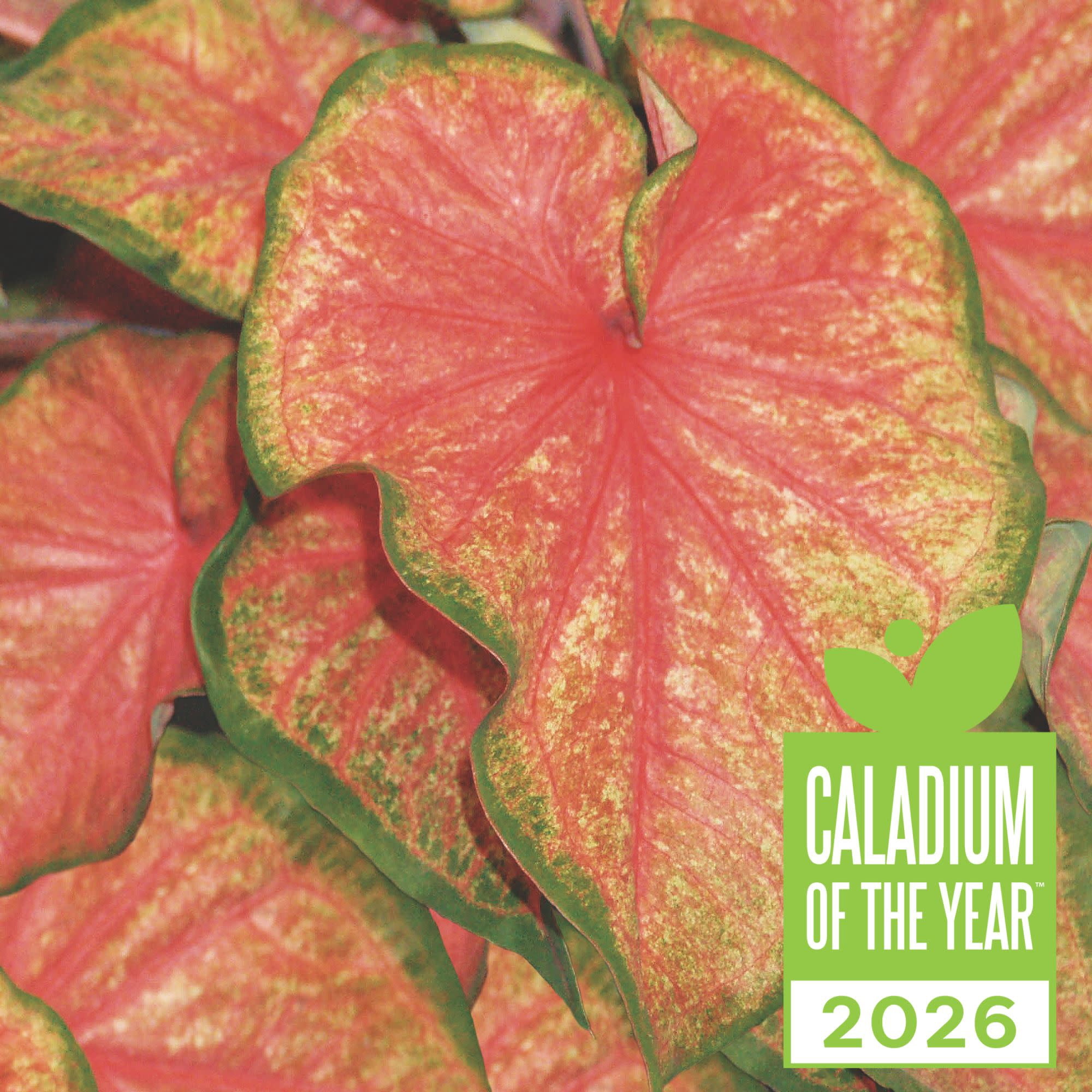 Proven Winners 5" Multicolor Heart to Heart 'Chinook' Sun or Shade Caladium Live Plant in 4.5" Pot (4 Count)