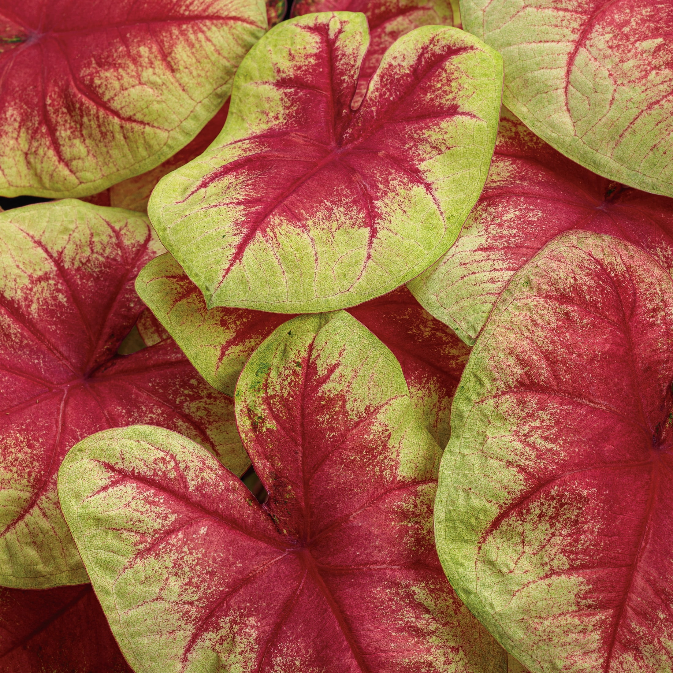 Proven Winners 5" Multicolor Heart to Heart 'Lemon Blush' Shade Caladium Live Plant in 4.5" Pot (4 Count)