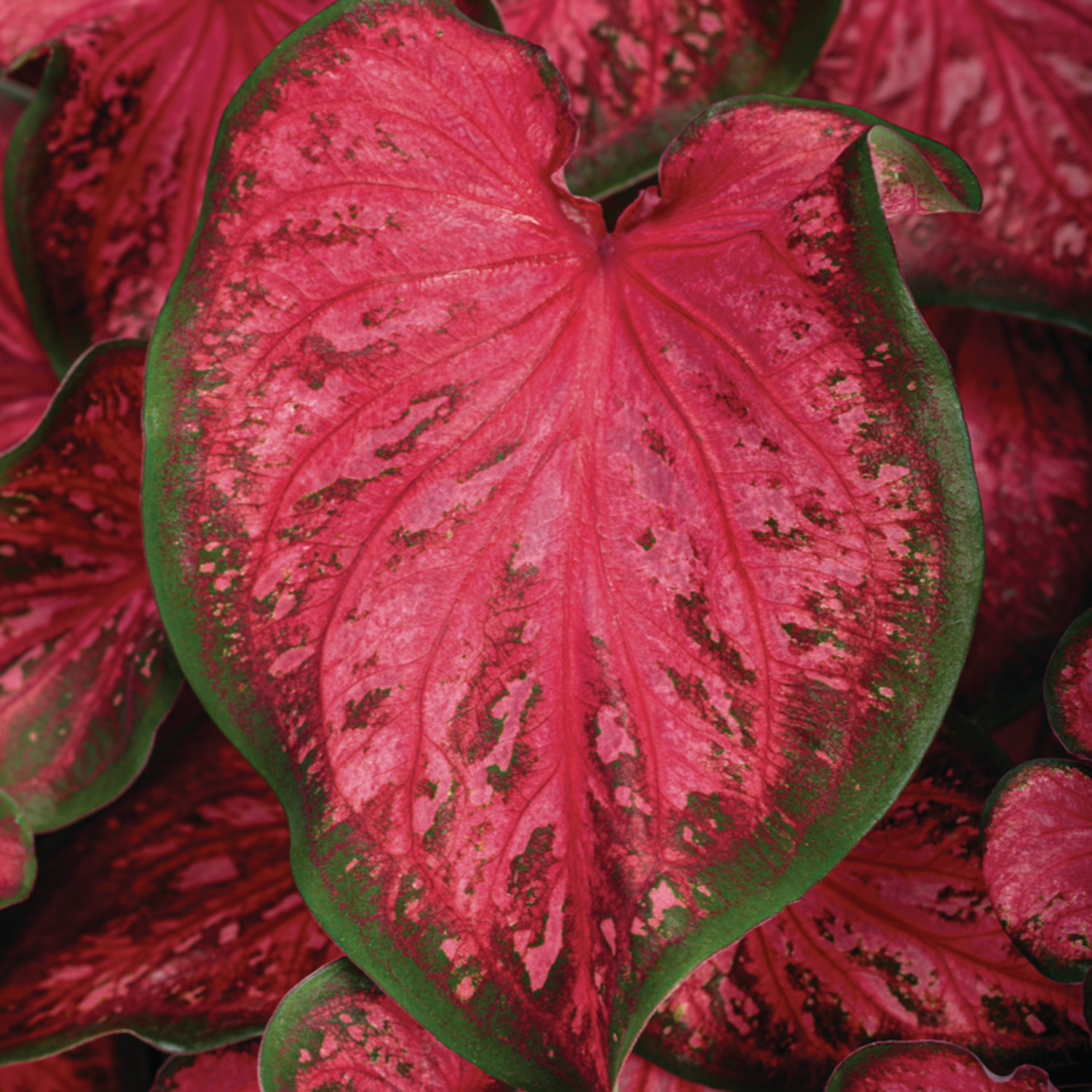 Proven Winners 5" Multicolor Heart to Heart 'Scarlet Flame' Sun or Shade Caladium Live Plant in 4.5" Pot (4 Count)