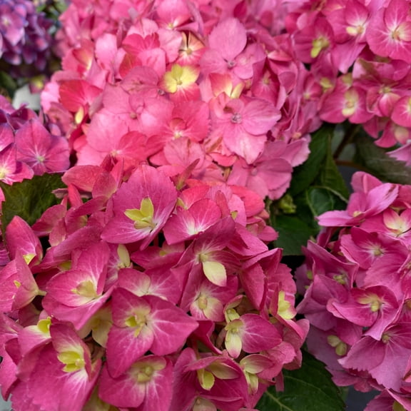 Proven Winners ColorChoice 5" Multicolor Let's Dance Arriba! Reblooming Hydrangea Live Plant in 4.5" Pot (4 Count)