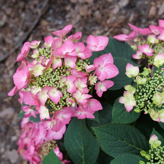 Proven Winners ColorChoice 5" Multicolor Let's Dance Hot Stepper Continuous Blooming Hydrangea Live Plant in 4.5" Pot (4 Count)