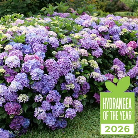 Proven Winners ColorChoice 5" Multicolor Let's Dance Lovable Bigleaf Hydrangea Live Plant in 4.5" Pot (4 Count)