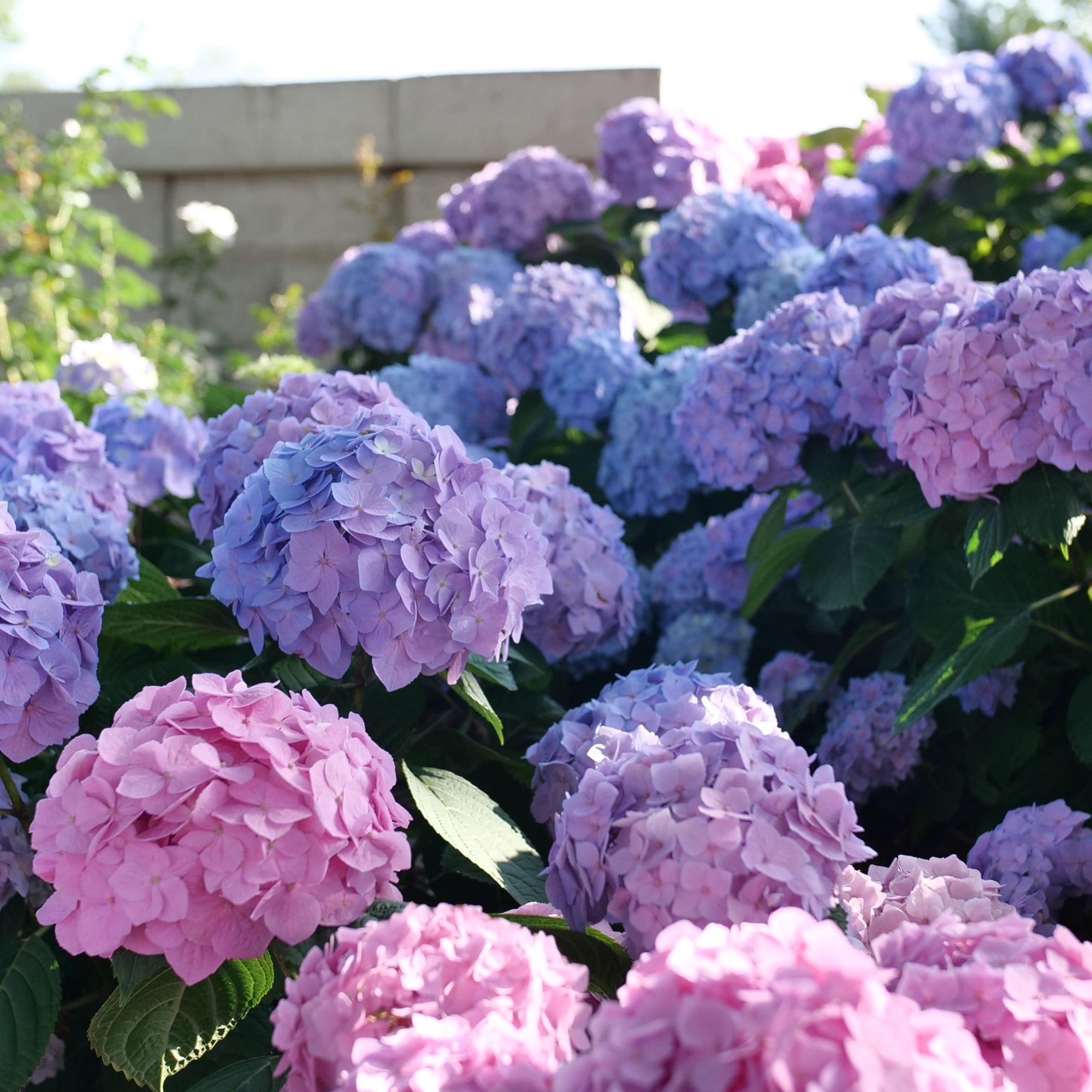 Proven Winners ColorChoice 5" Multicolor Let's Dance Sky View Reblooming Hydrangea Live Plant in 4.5" Pot (4 Count)