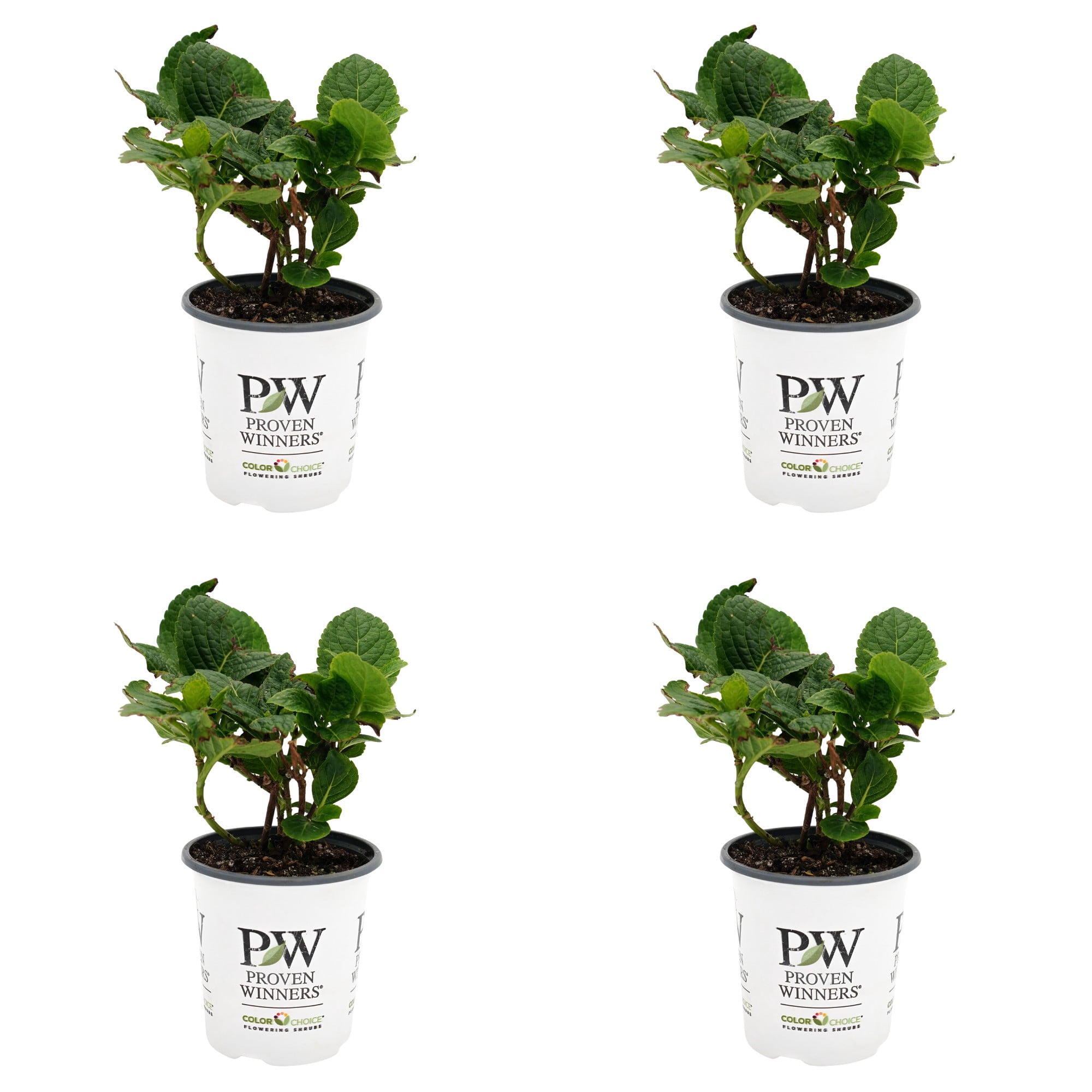 Proven Winners ColorChoice 5" Multicolor Lets Dance Big Band Reblooming Hydrangea Live Plant in 4.5" Pot (4 Count)