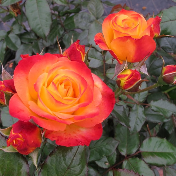 Proven Winners ColorChoice 5" Multicolor Oso Easy En Fuego Rose Live Plant in 4.5" Pot (4 Count)