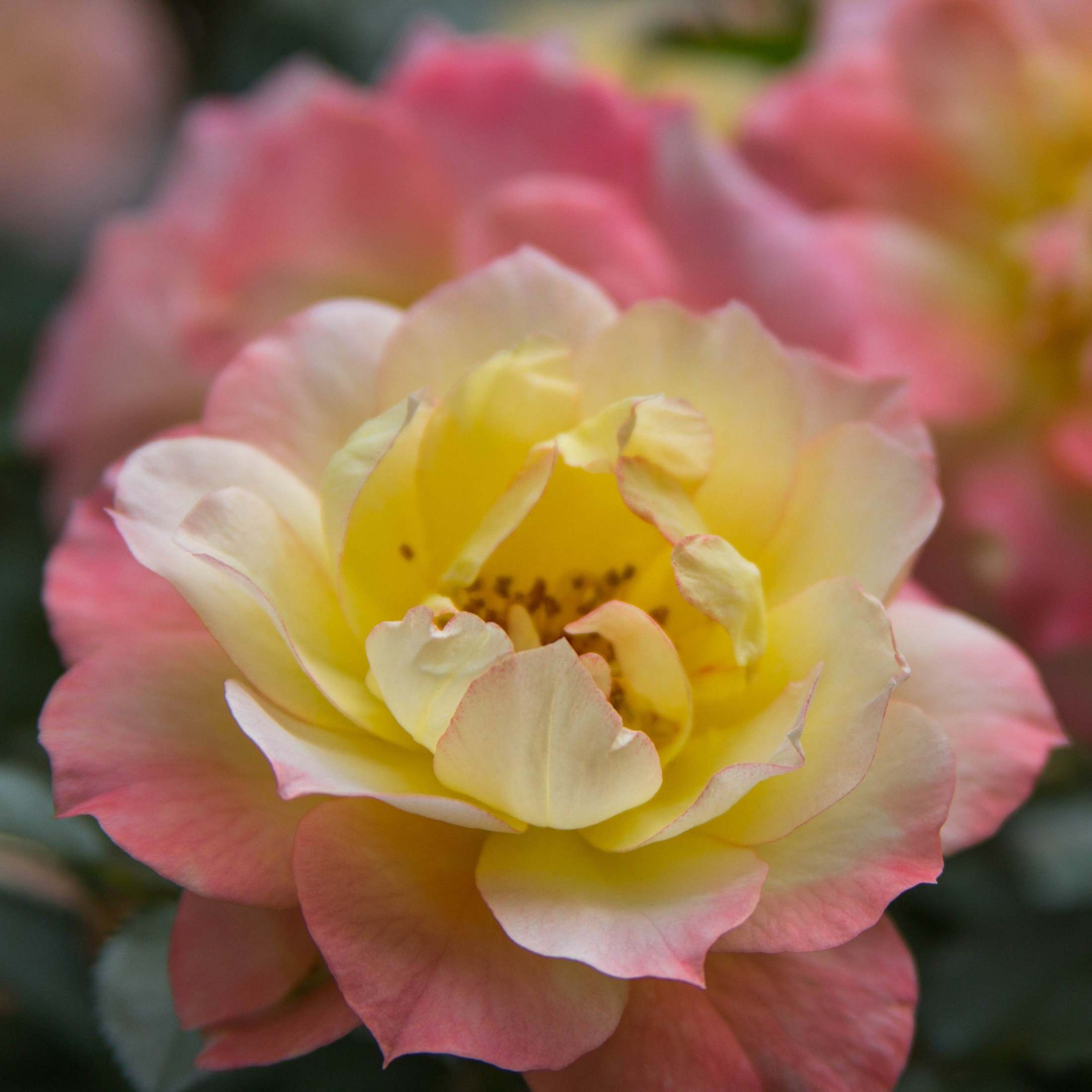 Proven Winners ColorChoice 5" Multicolor Oso Easy Italian Ice Rose Live Plant in 4.5" Pot (4 Count)