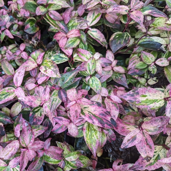 Proven Winners ColorChoice 5" Multicolor Paisley Pup Doghobble Live Plant in 4.5" Pot (4 Count)