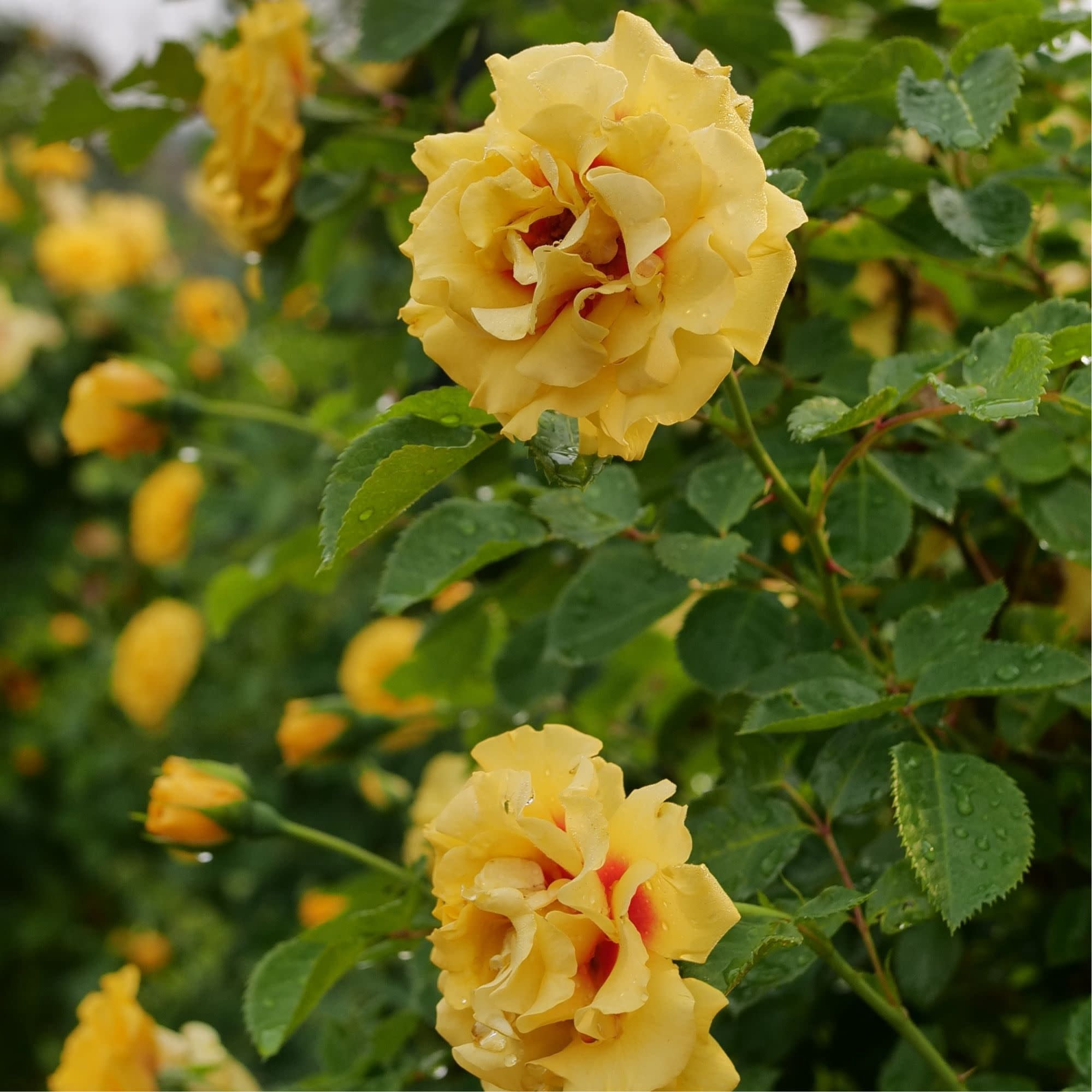 Proven Winners ColorChoice 5" Multicolor Rise Up Ringo Rose Live Plant in 4.5" Pot (4 Count)