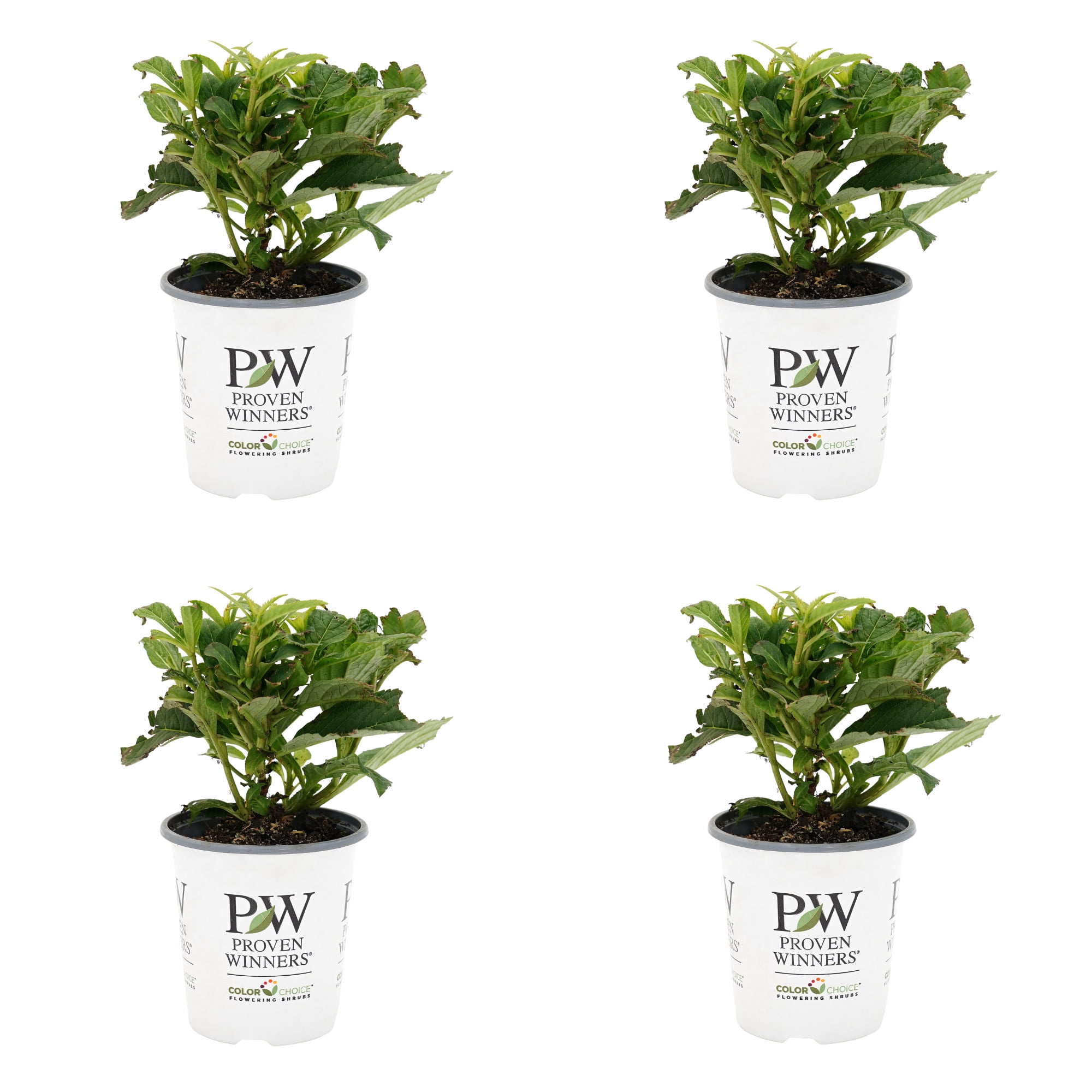Proven Winners ColorChoice 5" Multicolor Tiny Tuff Stuff Mountain Hydrangea Live Plant in 4.5" Pot (4 Count)
