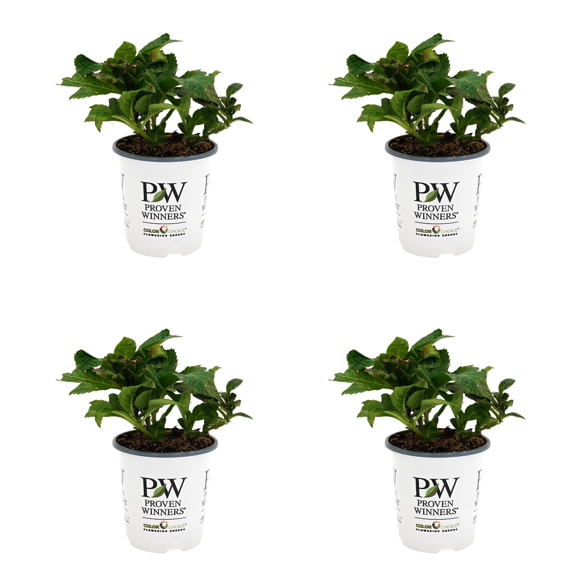 Proven Winners ColorChoice 5" Multicolor Tuff Stuff Ah-Ha Reblooming Mountain Hydrangea Live Plant in 4.5" Pot (4 Count)