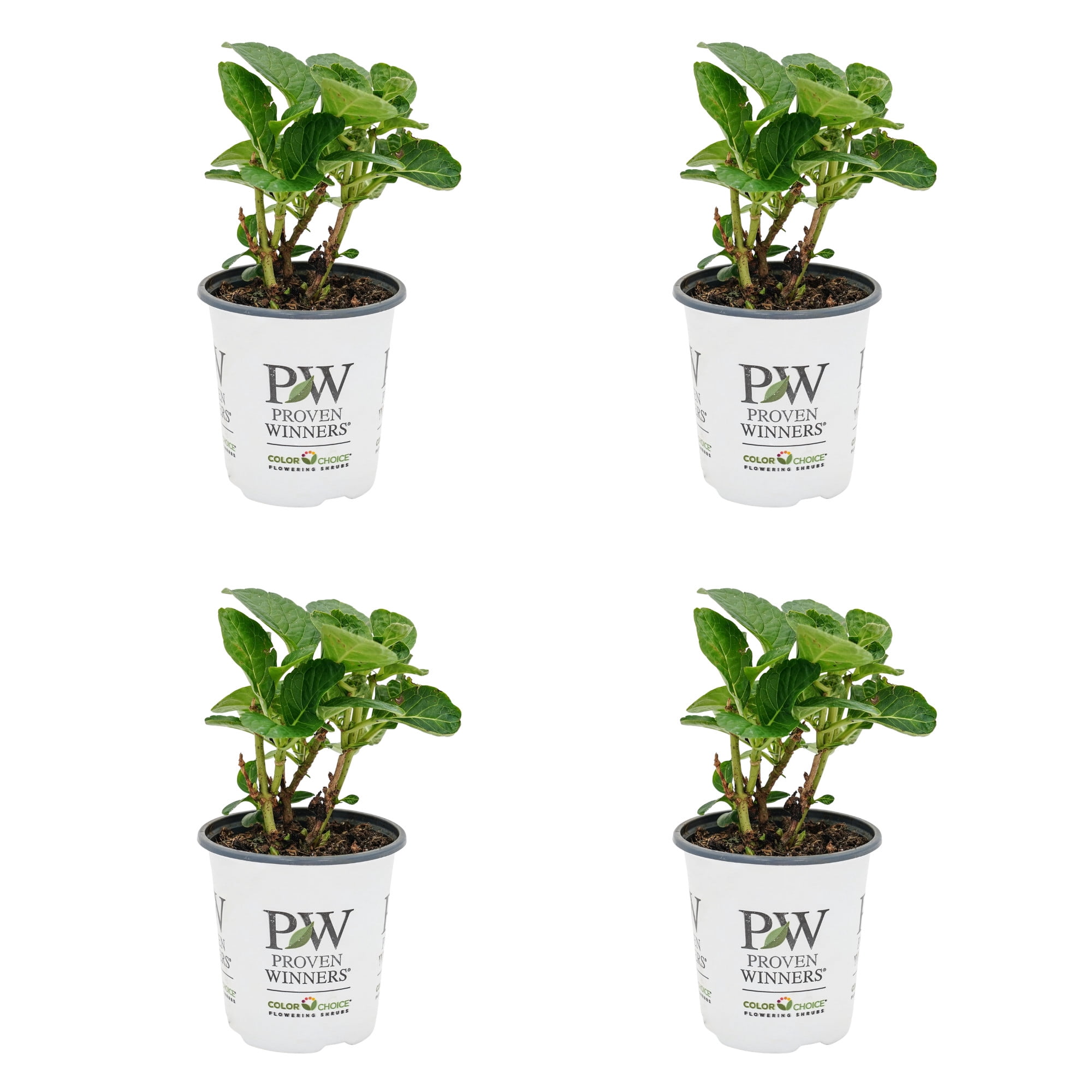 Proven Winners ColorChoice 5" Multicolor Wee Bit Giddy Bigleaf Hydrangea Live Plant in 4.5" Pot (4 Count)