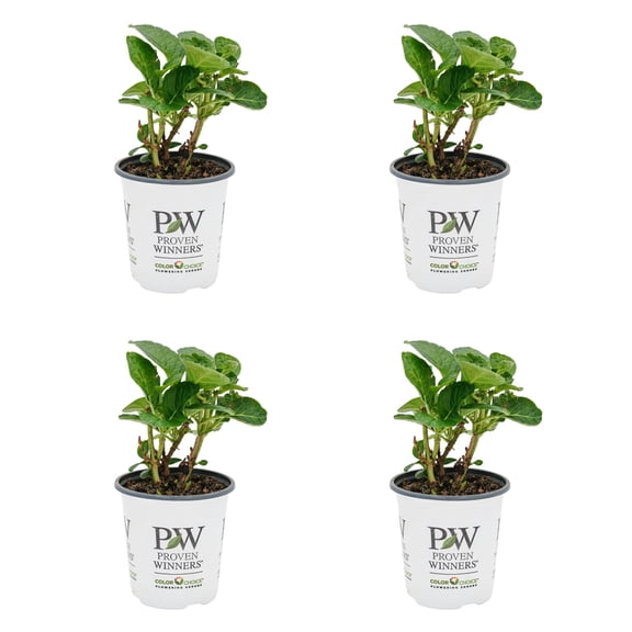 Proven Winners ColorChoice 5" Multicolor Wee Bit Giddy Bigleaf Hydrangea Live Plant in 4.5" Pot (4 Count)