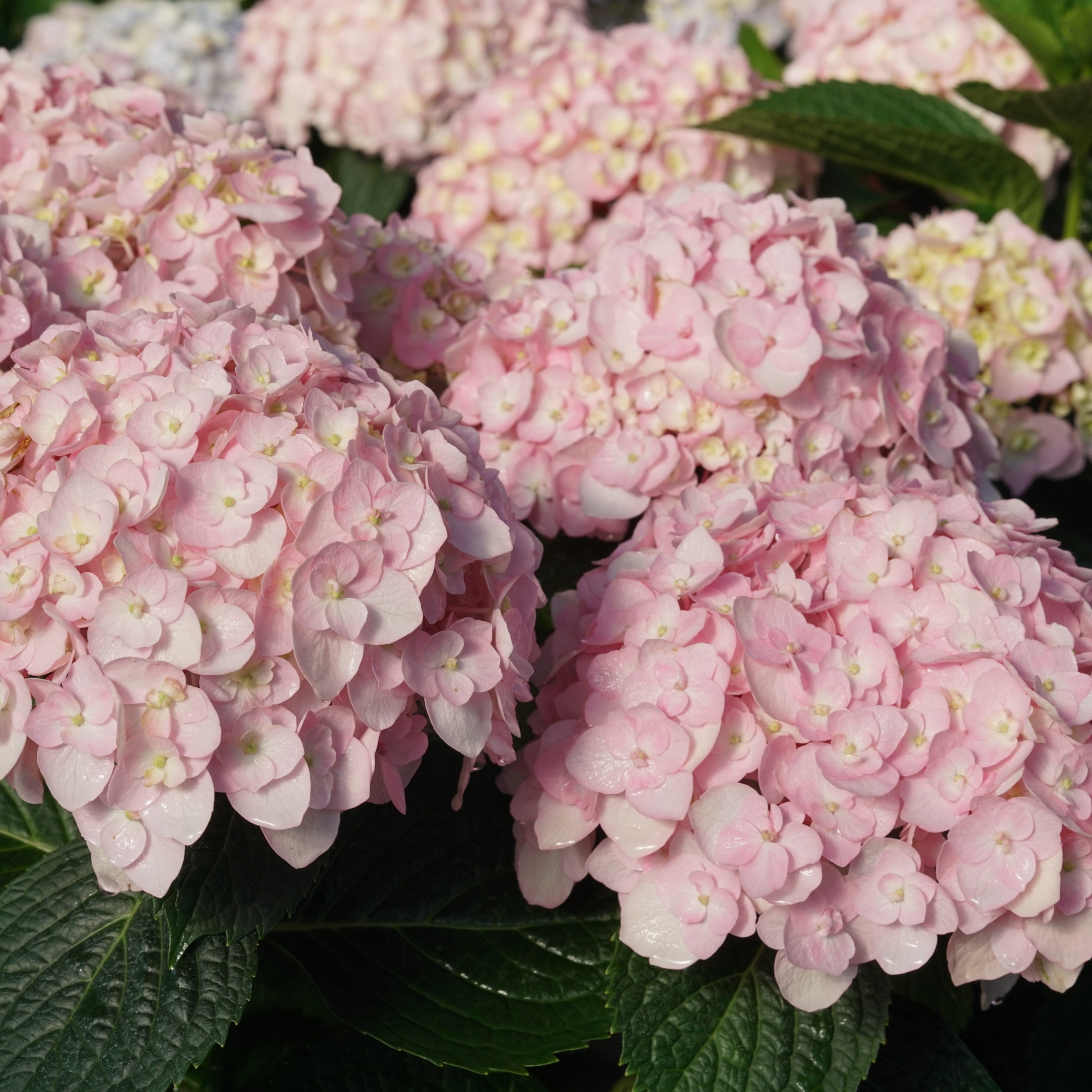 Proven Winners ColorChoice 5" Multicolor Wee Bit Innocent Bigleaf Hydrangea Live Plant in 4.5" Pot (4 Count)