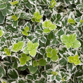 Proven Winners ColorChoice 5" Multicolor White Album Wintercreeper Live Plant in 4.5" Pot (4 Count)