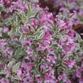 thumbnail image 1 of Proven Winners ColorChoice 5" My Monet Purple Effect Weigela Live Plant in 4.5" Pot (4 Count), 1 of 9