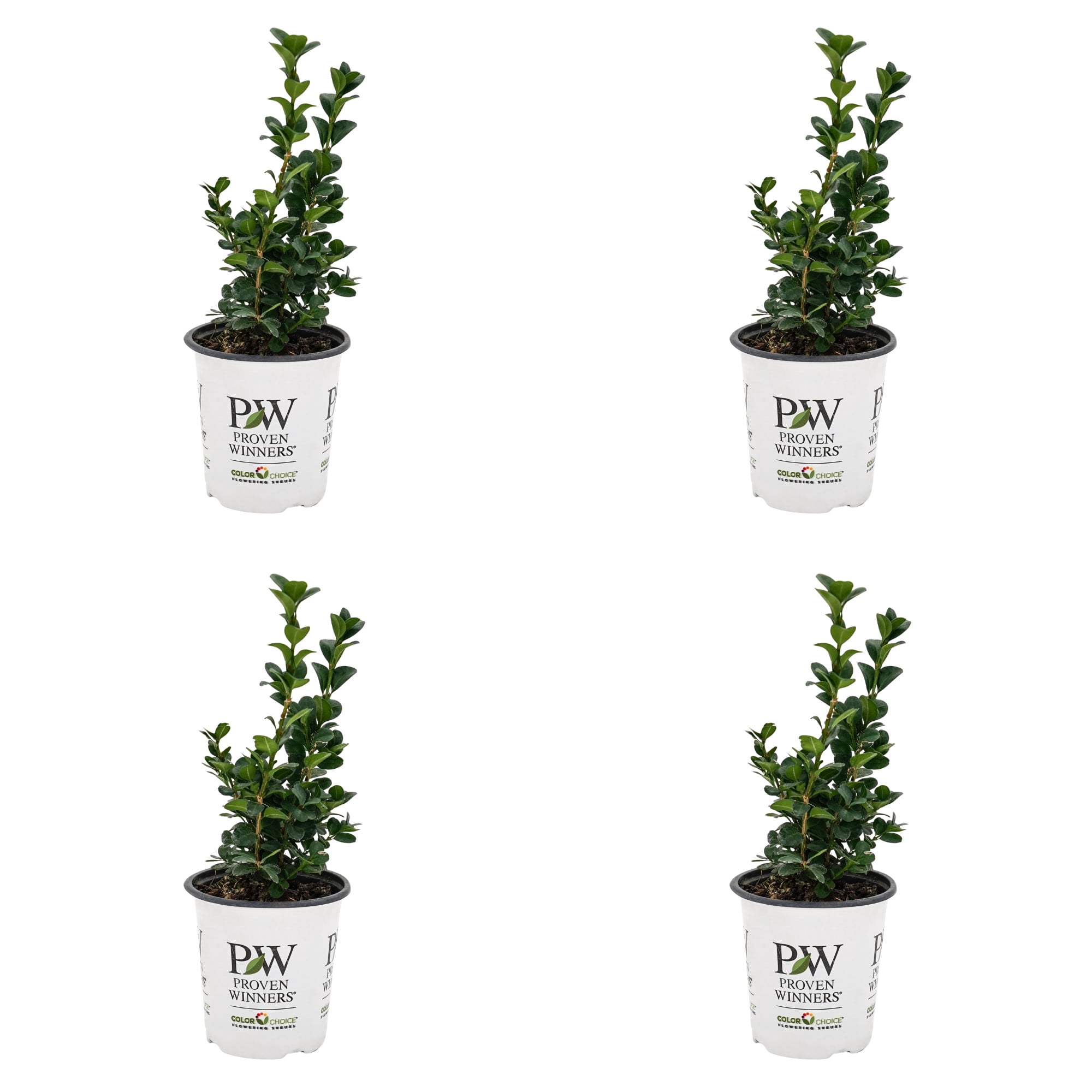 Proven Winners ColorChoice 5" Neatball Boxwood Live Plant in 4.5" Pot (4 Count)